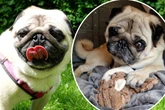 Mops lebte nur im Badezimmer, jetzt soll für den armen Tim alles gut werden