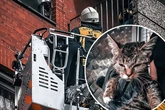 Tierischer Einsatz: Feuerwehr rettet "Grumpy Cat" aus misslicher Lage