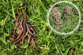 Schluss mit den Häufchen im Garten! Kann und sollte man Regenwürmer im Rasen loswerden?