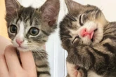 "Herr der Ringe"-Katzenbabys mit Flasche aufgepäppelt: Bleibt das Glück ihnen treu?