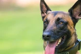 Nach Einbruch in Kölner Tierarztpraxis: Polizeihund stellt Einbrecher-Duo