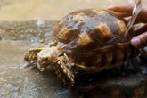 Schildkröten baden mit Herz: Wie aus Pflege Wellness wird