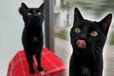 Kater Zero weiß, was er will: Wer stellt sich dem frechen Racker?
