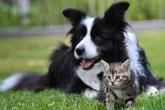 Neue Statistik zeigt: Das sind die beliebtesten Hunde- und Katzennamen in Leipzig