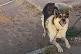 Frau findet angeketteten Hund: Doch etwas stimmt hier nicht