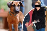 Rabiate Tierliebe: Frau klaut ihren verkauften Hund zurück