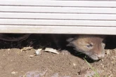 Tierschützer retten verwaiste Fuchsbabys: Was hinter ihnen zum Vorschein kommt, bricht allen das Herz