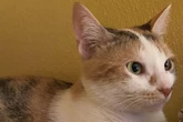 Frau vermutet, dass ihre Katze neues Kätzchen nicht akzeptiert: Dann wird sie kalt erwischt