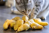 Dürfen Katzen Kartoffeln fressen? Es kommt auf die Zubereitung an