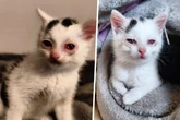 Zustand drastisch verschlechtert: Tierschützer kämpfen um Leben von Baby-Katze "Pünktchen"