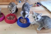 Diese fünf Baby-Katzen suchen ein Zuhause: Wer kann helfen?