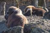 Moschusochse tot: Natürliches Verhalten wird Weibchen im Tierpark zum Verhängnis