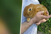 Mitten in Hitzewelle: Verängstigter Vierbeiner wird achtlos über einen Zaun geworfen