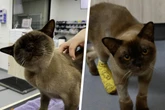 Mittagsschlaf wird für Samtpfote zur Todesfalle: Kater übersteht Waschgang nur knapp