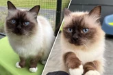 Ärzte müssen Penis amputieren: Dieser arme Kater hat so viel durchgemacht