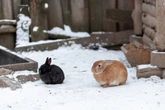Bereit für den ersten Frost? So macht man den Kaninchenstall winterfest