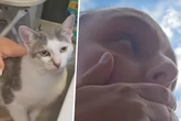 Als Frau ihre vermisste Katze nach Monaten an diesem Ort entdeckt, stockt ihr der Atem