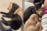 Frau adoptiert Katze und Welpen kurz nacheinander: Wenig später zerfließt ihr Herz