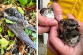 Tote Vögel aufgrund heftiger Unwetter: Tierschützer bitten um Hilfe!