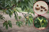 Endlich eigene Kirschen? So zieht man einen Kirschbaum aus einem Kern