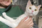 Er leidet am Coronavirus: Wer gibt Kater Calli trotzdem eine Chance?