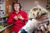 Herz für Igel? Jetzt bei der Radebeuler Igelhilfe mit anpacken