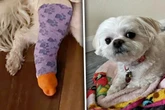Hund bricht sich das Bein: Was Katze dann tut, sorgt bei Besitzern für Staunen