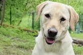 Labrador-Retriever Lotte braucht noch Orientierung: Kommt sie bei Dir zu Ruhe?