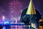 Keine Lust auf Knallerei? Hier könnt ihr mit euren Hunden ein ruhiges Silvester feiern