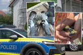 Baustopp nach Tierquälerei: Firma sperrt Tauben-Küken unter Solarpaneelen ein