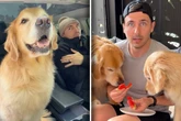 Golden Retriever leiden unter Hitze: Ideen ihres Herrchens lassen Lachtränen fließen