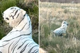 Tierschützer rücken aus, um verletzten Hund zu retten: Was sie entdecken, verschlägt ihnen den Atem