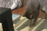 Als Mann sieht, was seine Katze da macht, klappt ihm die Kinnlade nach unten