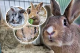 Zuhause gesucht! Diese Kaninchen wollen endlich ins Glück hoppeln