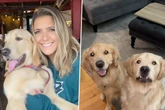 Frau lässt ihre Golden Retriever erstmals allein zu Hause: Bei Rückkehr trifft sie der Schlag