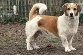 Vom Kettenhund zum Kuschelpartner: Wer gibt Mischling Pancho eine Chance?
