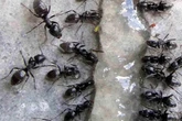 Invasive Ameisen-Art in Darmstadt entdeckt: Folgen "können gravierend sein"
