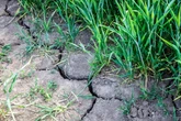 Sorgen um ausreichend Viehfutter: Worauf Thüringens Landwirte hoffen