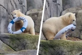 Ihre Geburt war eine kleine Sensation: Eisbärjungtier Anouk zieht aus