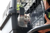 Katze verirrt sich auf Dach in Chemnitz: Feuerwehr rettet Tier mit Drehleiter