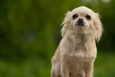 Hunde-Duo geht auf Chihuahua los: Tier in Klinik, Halterin ebenfalls verletzt