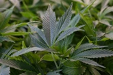 Hunderte Pflanzen und mehrere Kilogramm: Polizei gelingt großer Drogenfund