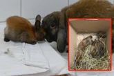 Bei sengender Hitze ausgesetzt: Kaninchenbabys dem sicheren Tod überlassen