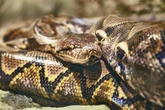 Sie kam nicht nach Hause: Suche nach vermisster Ehefrau endet tragisch im Maul einer Python