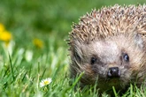 Mähroboter versus Igel: Bezirk warnt vor nächtlicher Todesfalle im Garten