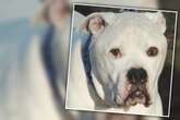 Tod des Besitzers setzt Bulldogge zu: Bill 