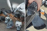 Taube am Bahnhof brutal angeschossen: PETA setzt Belohnung für Hinweise aus