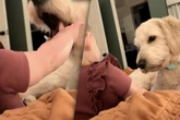 Mutter filmt Baby und Hund: Was die beiden treiben, bringt Millionen Herzen zum Schmelzen