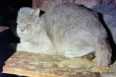 Horror-Wohnung voller Urin und Kot: 22 Katzen gerettet! Besitzerin versucht, Aktion zu stoppen