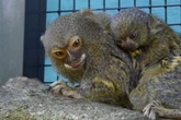 Putziges Baby von gefährdeter Art in NRW-Tiergarten geboren